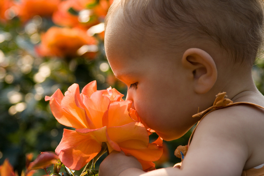 Baby girl smelling giant rose